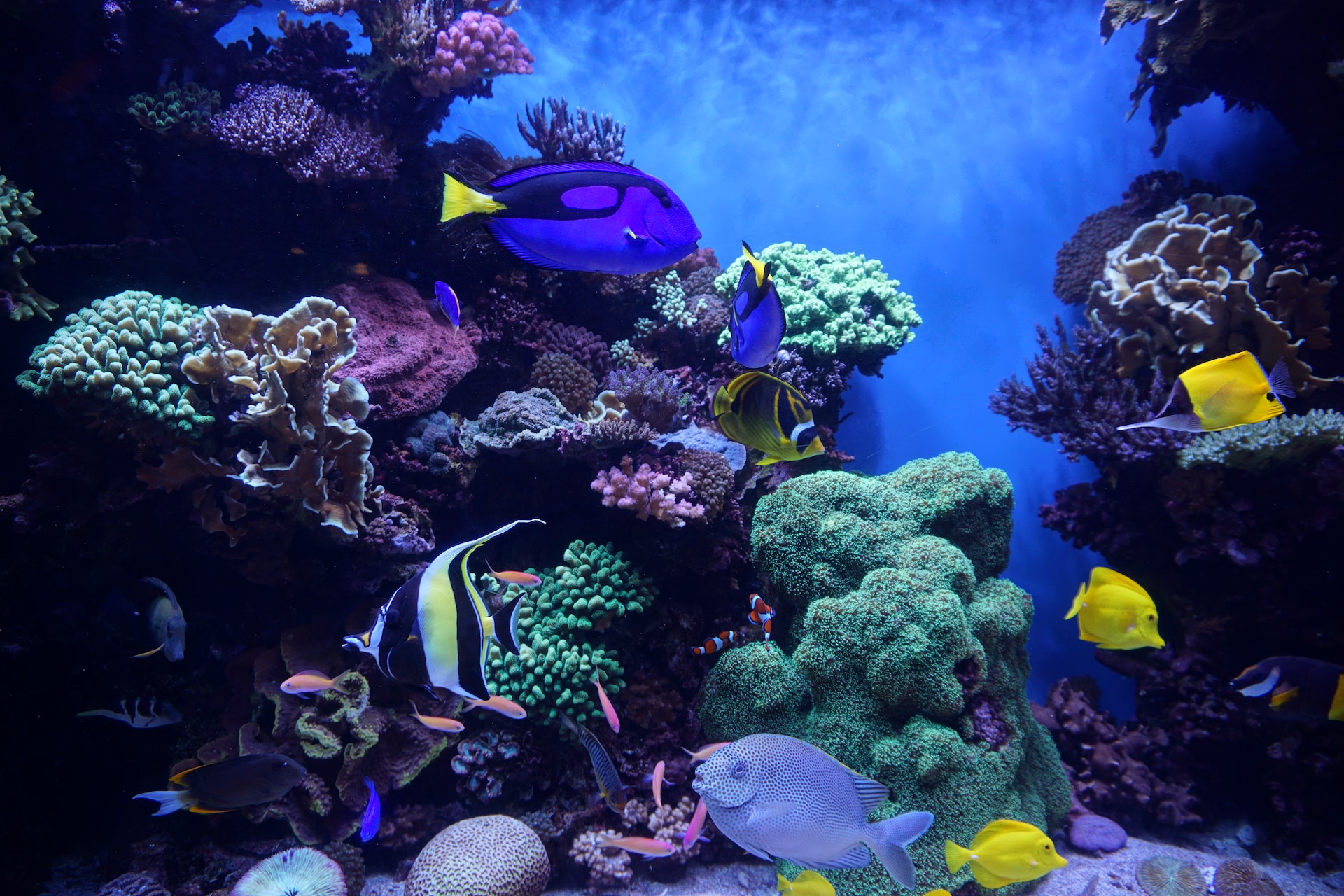 colorful fish in an aquarium