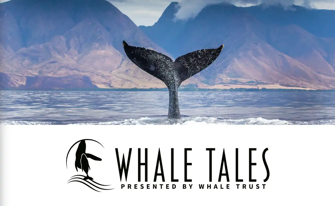 Whale Tales 